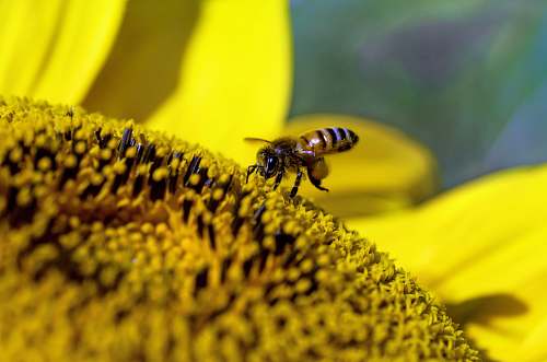 invertebrate bee on sunflower insect